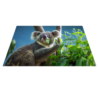 Tapete vinil para gabinete Animais fofos ursos coala - TenStickers