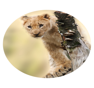 Tapete vinílico estampa de animal filhote de leão curioso - TenStickers