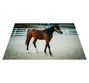 Tapete vinílico de animais retrato majestoso de cavalo - TenStickers