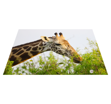 Tapete vinílico de animais girafa comendo verduras - TenStickers