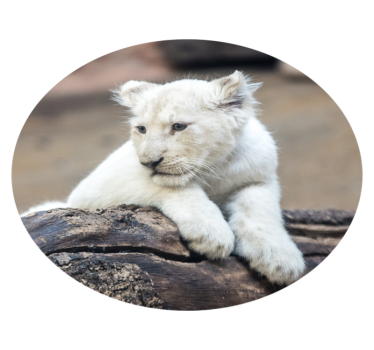 Tapete vinil para gabinete Animais fofos filhotes de leão branco - TenStickers