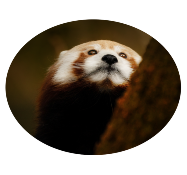 Tapete vinil para gabinete Animal panda vermelho fofo - TenStickers