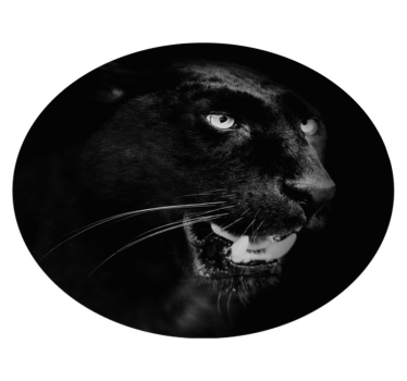 Tapete em vinil redondo pantera negra - TenStickers