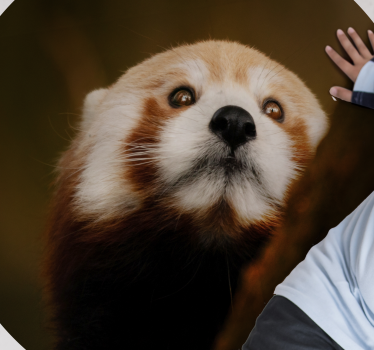 Tapete vinil para gabinete Animal panda vermelho fofo - TenStickers