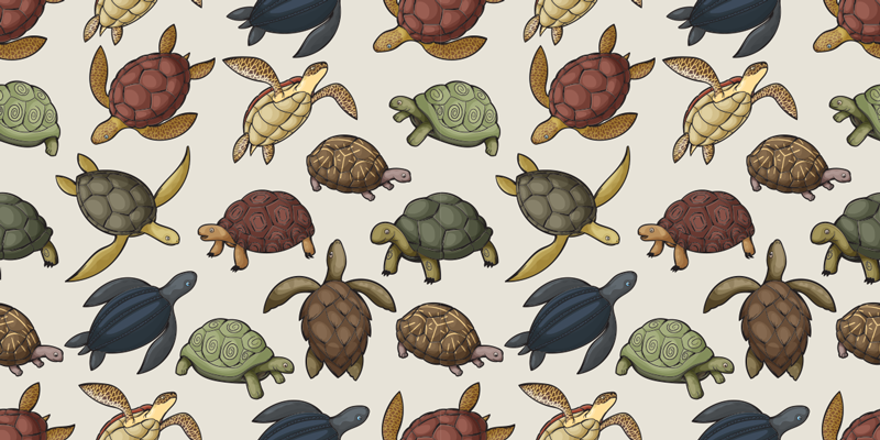 Tapete vinílico de animais com variedade de tartarugas - TenStickers