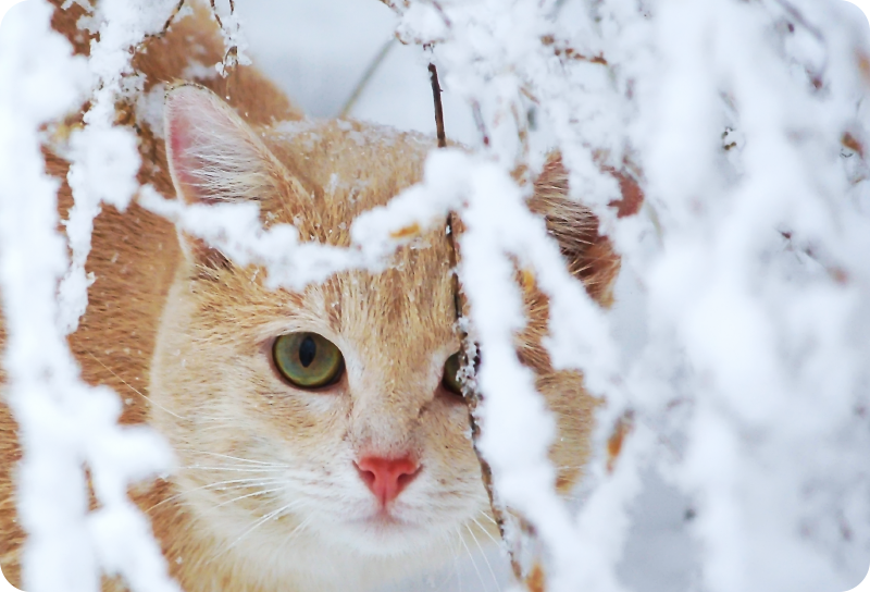 Tapete vinílico de animais gato com estalactite - TenStickers