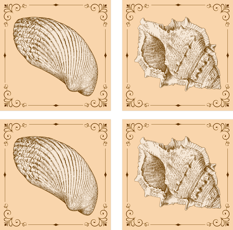 Tapete vinílico de animais conchas vintage - TenStickers