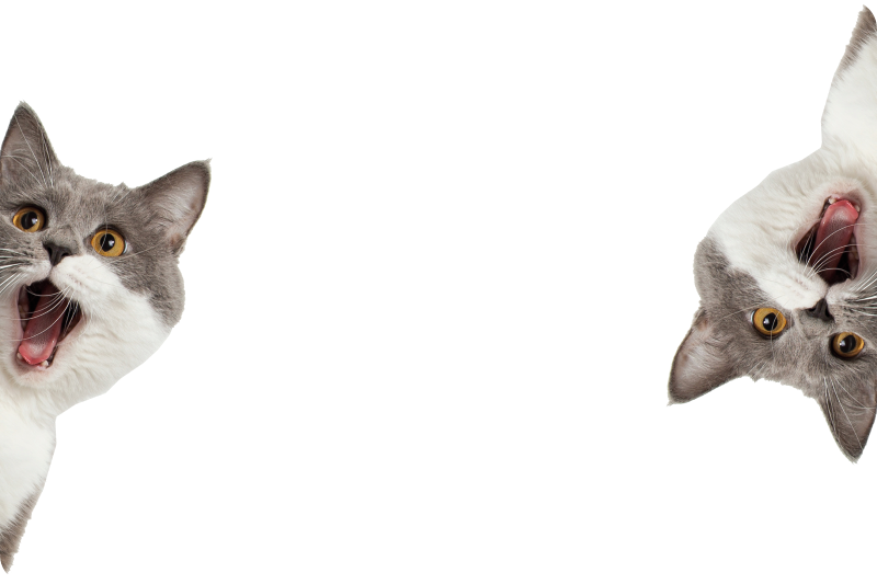 Tapete vinílico de animais gato espiando fundo branco - TenStickers