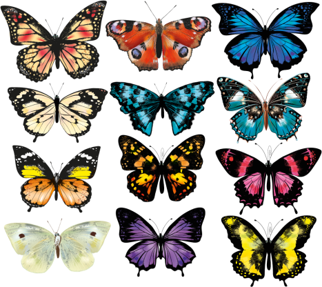 Tapete vinílico de animais com ilustração de borboleta - TenStickers