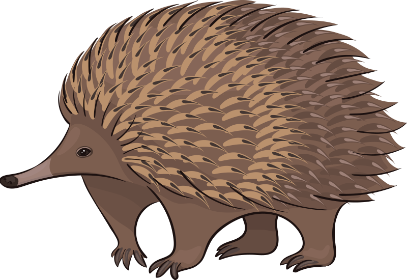 Tapete vinílico de animais ouriço amigável - TenStickers