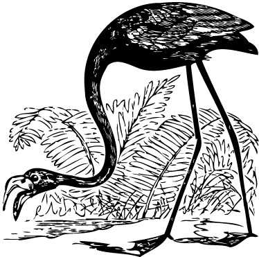 Tapete vinílico de animais flamingo com samambaias - TenStickers