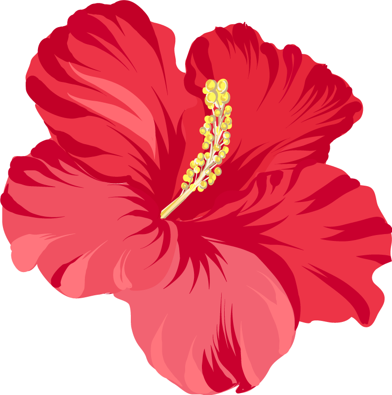 Tapete vinílico flores e plantas kit flor hibisco vermelho - TenStickers