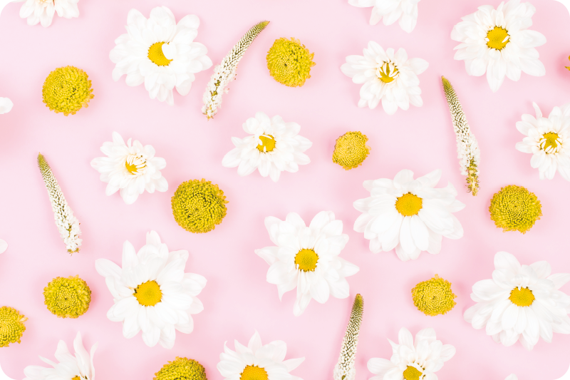 Tapete vinílico flores e plantas coloridas - TenStickers