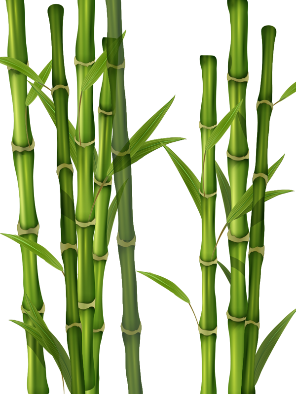 Tapete vinílico casa de banho padrão de bambu - TenStickers