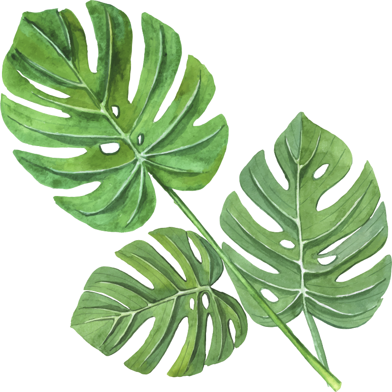 Tapete vinílico flores e plantas folhas aquareladas monstera - TenStickers
