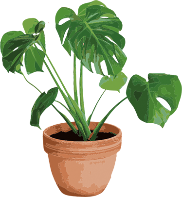 Tapete vinílico flores e plantas vaso de monstera simples - TenStickers
