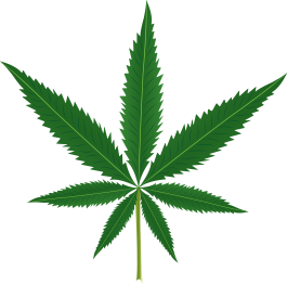 Tapete vinílico flores e plantas folha de maconha - TenStickers