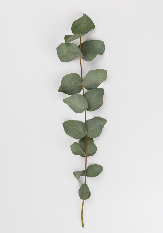 Tapete vinílico flores e plantas folhas de eucalipto - TenStickers