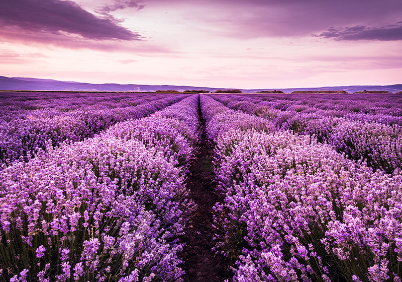 Tapete vinílico roxo com flores de lavanda na provença - TenStickers