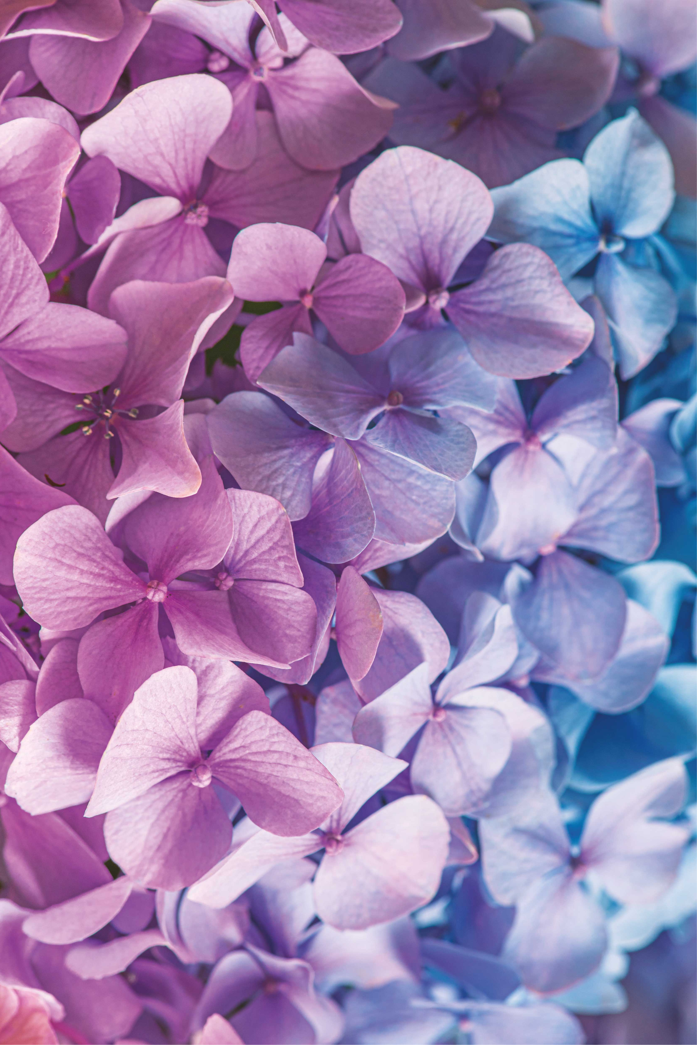Tapete vinílico roxo com muitas flores de hortênsia - TenStickers
