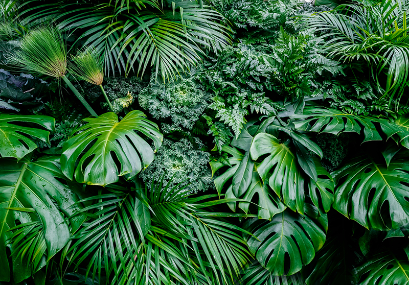 Tapete vinílico verde floresta ensolarada - TenStickers