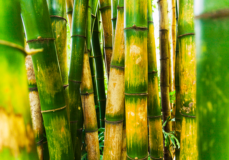 Tapete vinílico verde cena da floresta de bambu - TenStickers
