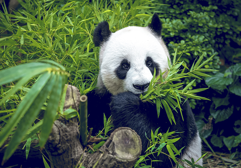 Tapete vinílico verde panda fofo - TenStickers