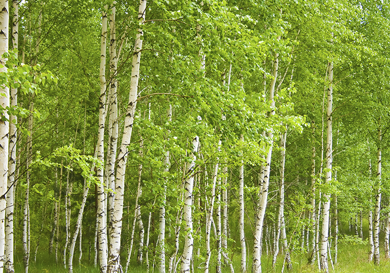 Tapete vinílico verde Árvore de bétula - TenStickers
