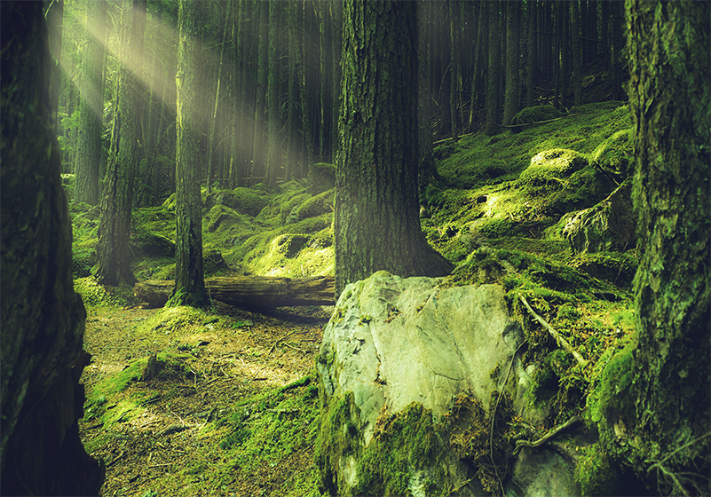Tapete vinílico verde pedras com musgo na floresta - TenStickers