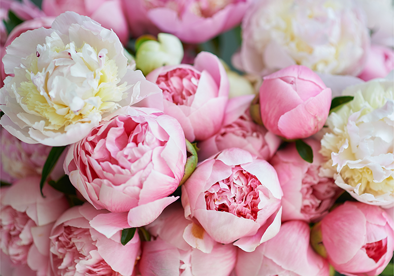 Tapete vinílico rosa buquê de rosas pink - TenStickers