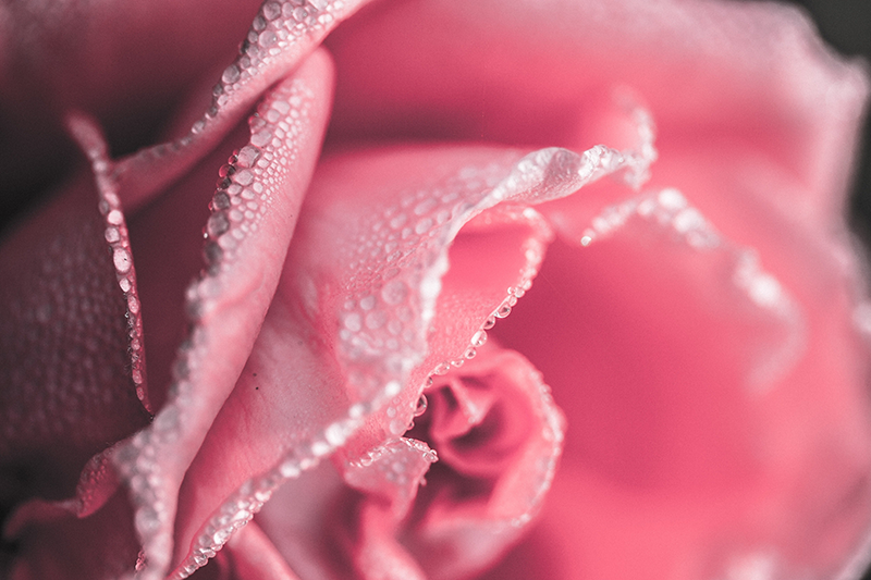 Tapete vinílico flores e plantas pétalas de rosa orvalhadas - TenStickers