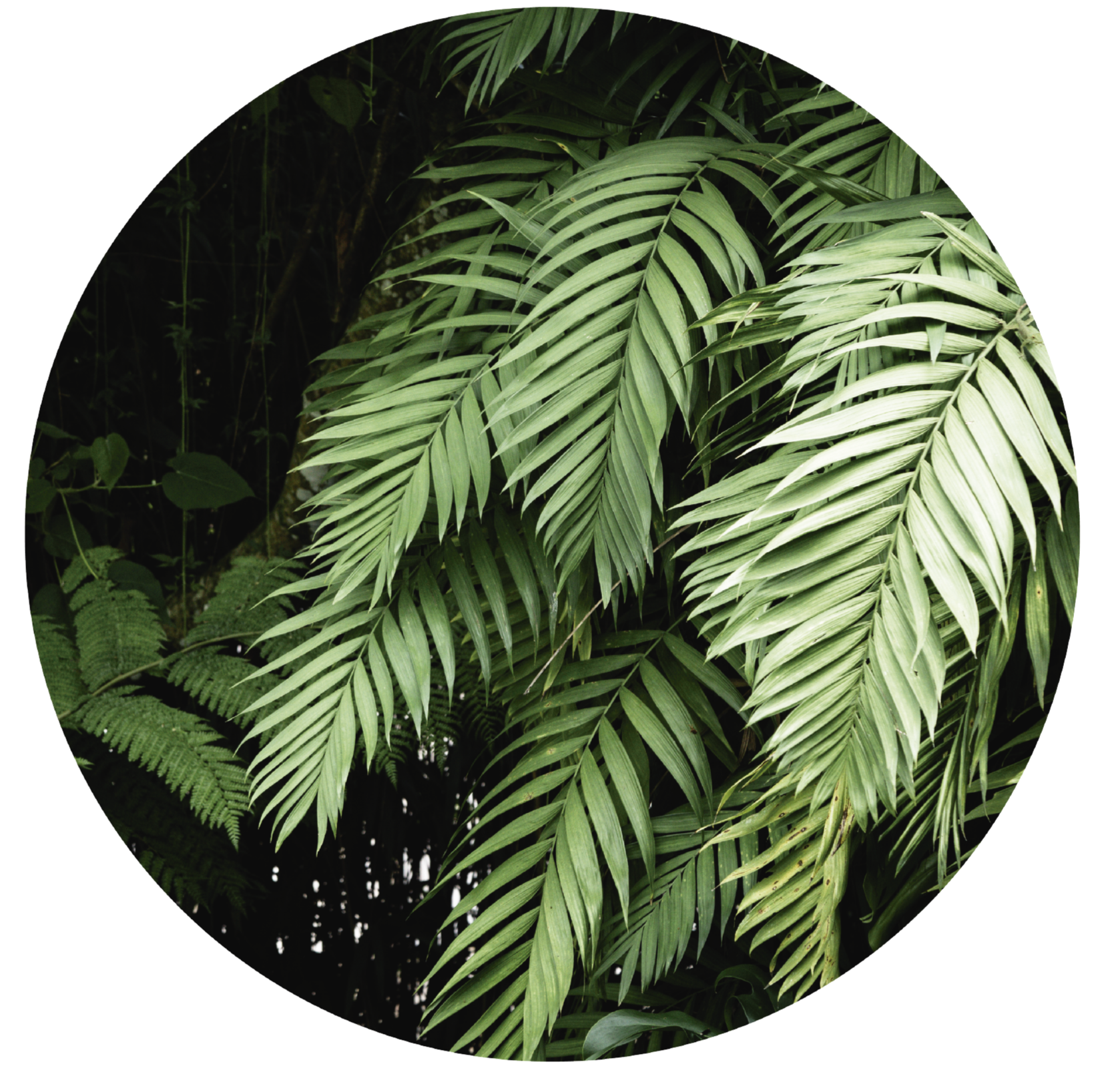 Tapete vinílico flores e plantas folhagens tropicais - TenStickers