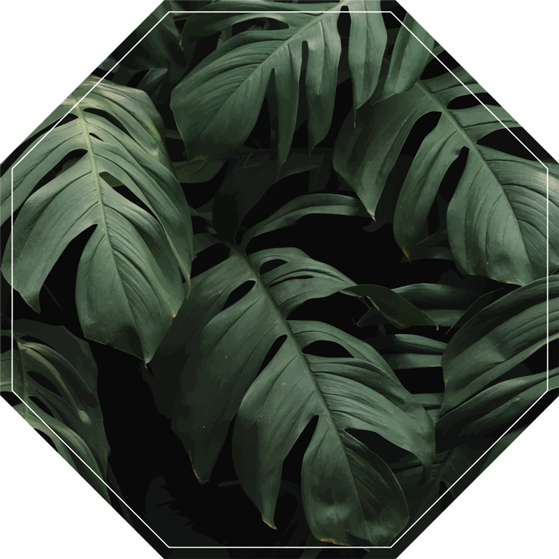 Monstera folhas tapete floral - TenStickers