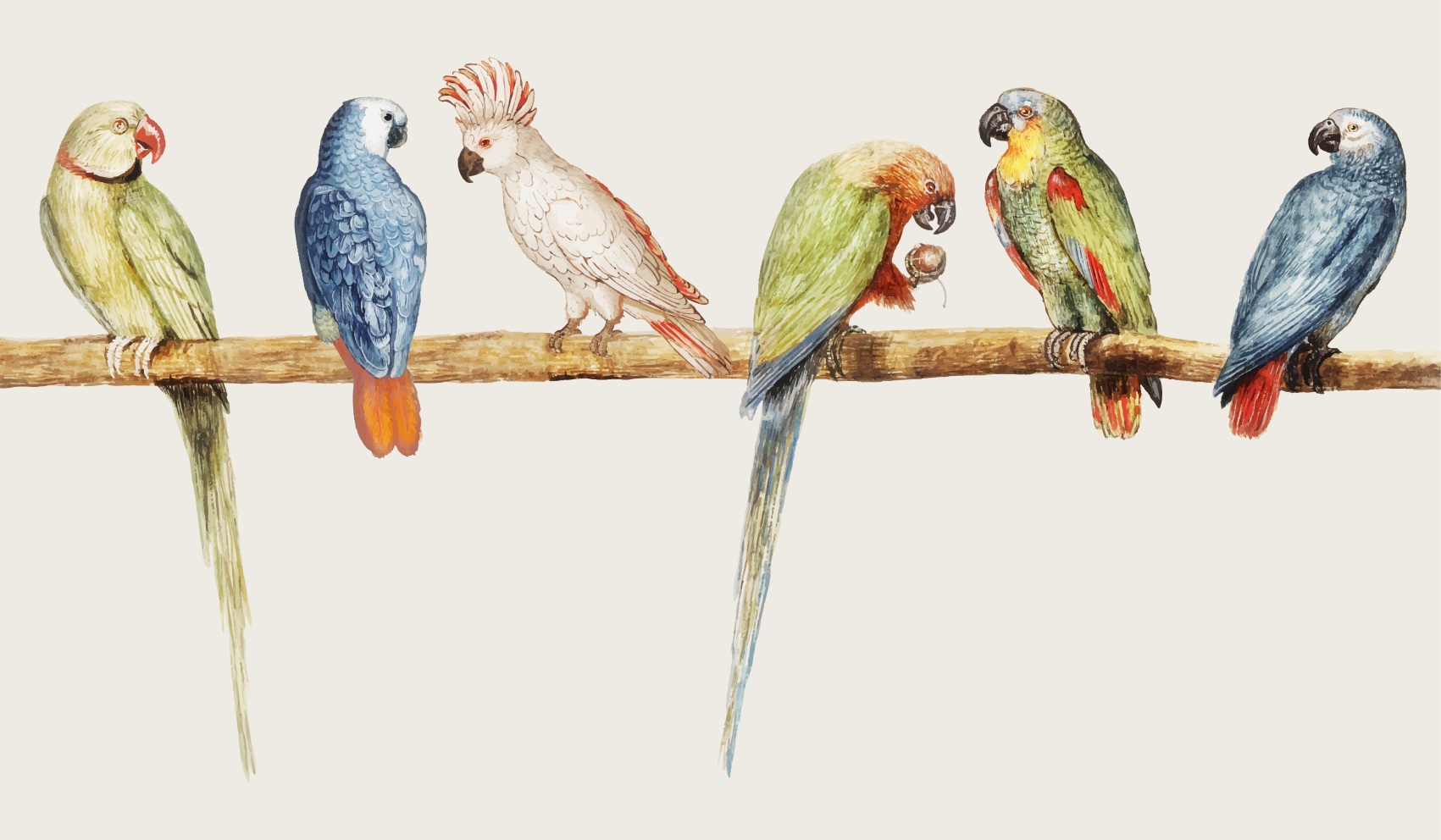 Tapete vinílico de animais ilustração de poleiro de papagaio - TenStickers