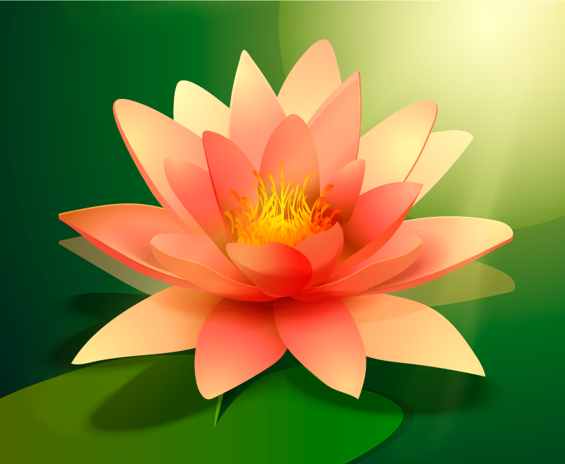 Tapete vinílico flores e plantas lótus florescendo - TenStickers