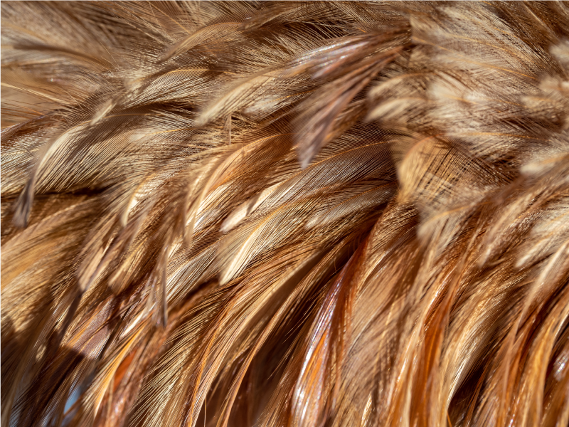 Tapete vinílico estampa de animal pele rodopiante - TenStickers