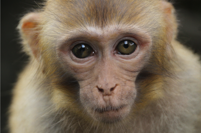 Tapete vinílico de animais cara de macaco bebê - TenStickers