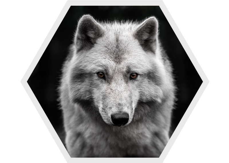 Tapete vinílico de animais retrato de lobo - TenStickers