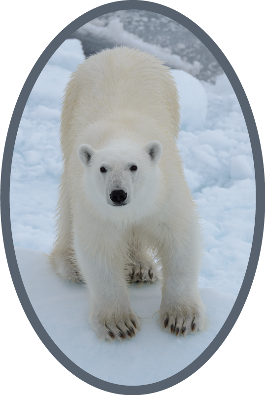 Tapete vinílico de animais imagem de urso polar - TenStickers