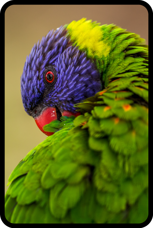 Tapete vinílico de animais retrato colorido de papagaio - TenStickers