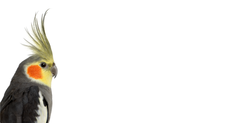 Tapete vinílico de animais silhueta de calopsita - TenStickers