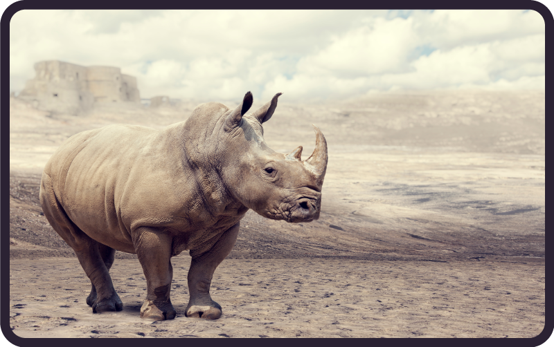 Tapete vinílico de animais cena majestosa de rinocerontes - TenStickers