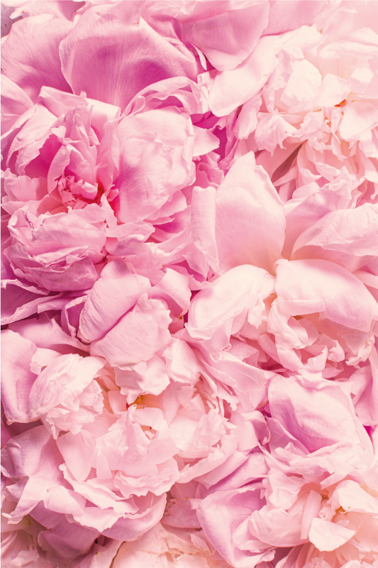 Tapete vinílico sala de estar detalhes em rosa suave - TenStickers