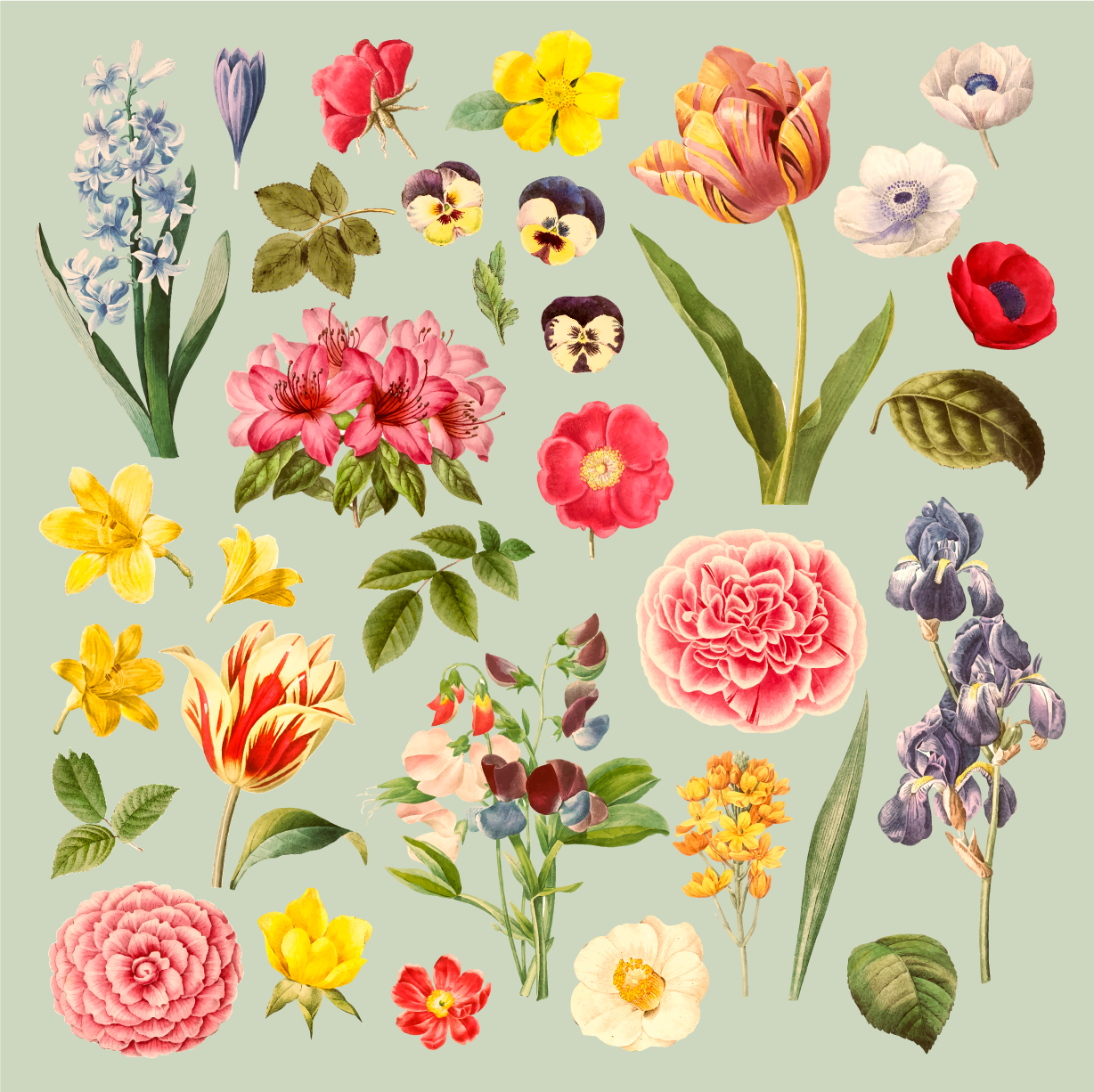 Tapete vinílico flores e plantas coleção botânica floral - TenStickers