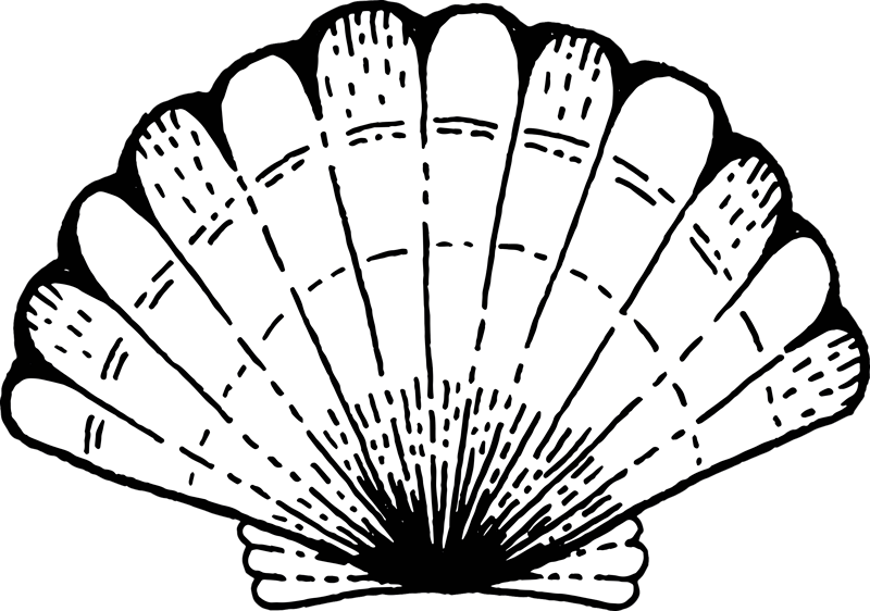 Tapete vinílico natureza sotaque com padrão de concha - TenStickers