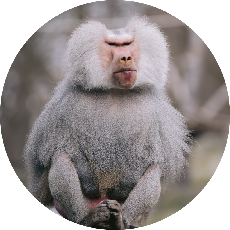 Tapete vinílico para gabinete Macaco legal animal - TenStickers