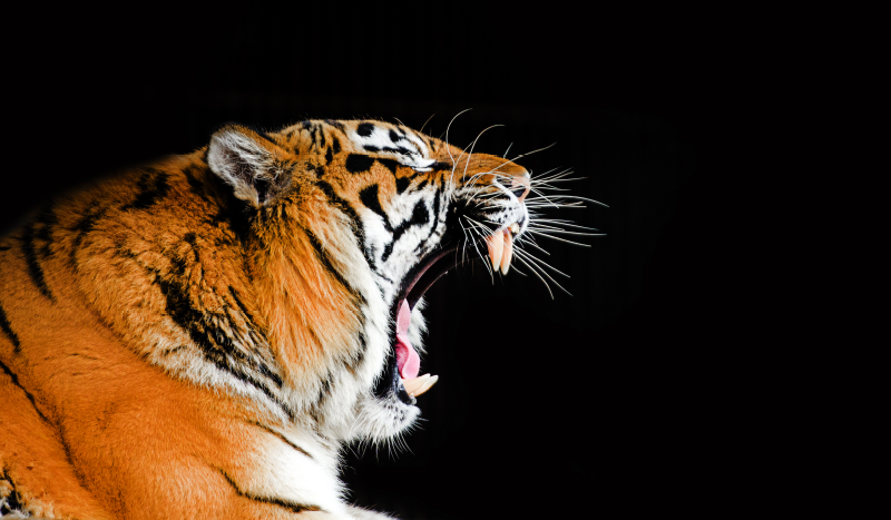 Tapete vinílico de animais cara de tigre rugindo - TenStickers