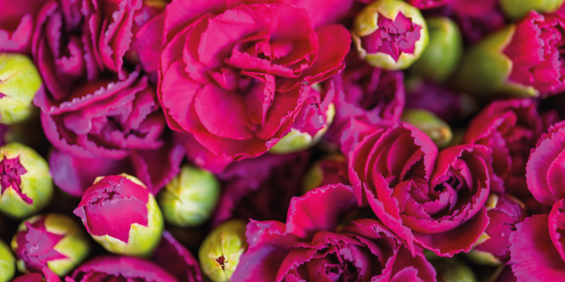 Tapete vinílico flores e plantas flores floridas vibrantes - TenStickers