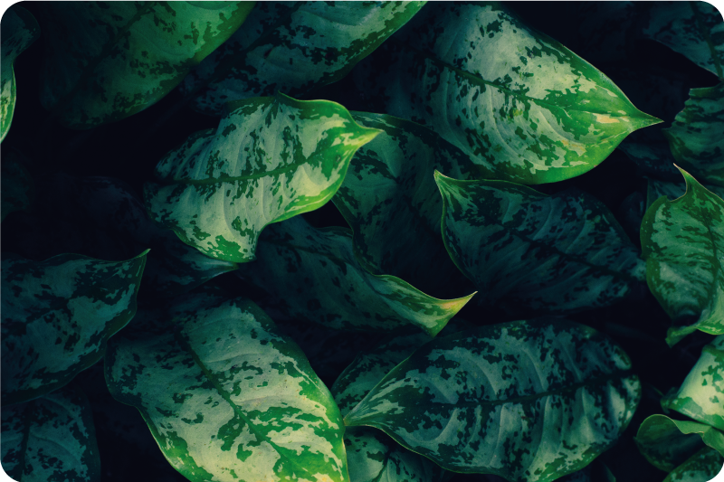 Tapete vinílico natureza folhas verdes vibrantes - TenStickers