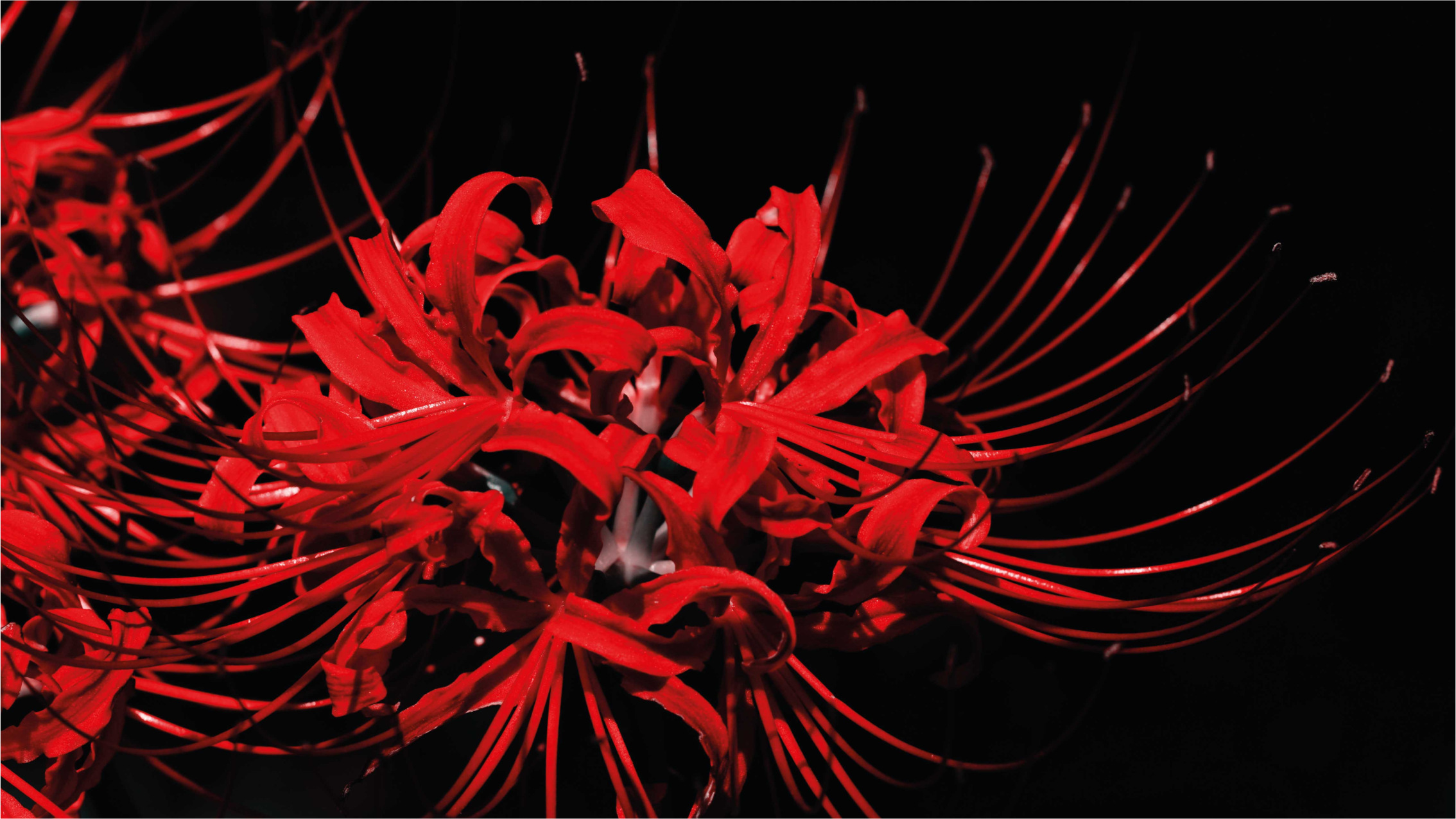 Tapete vinílico flores e plantas explosão floral vermelha - TenStickers